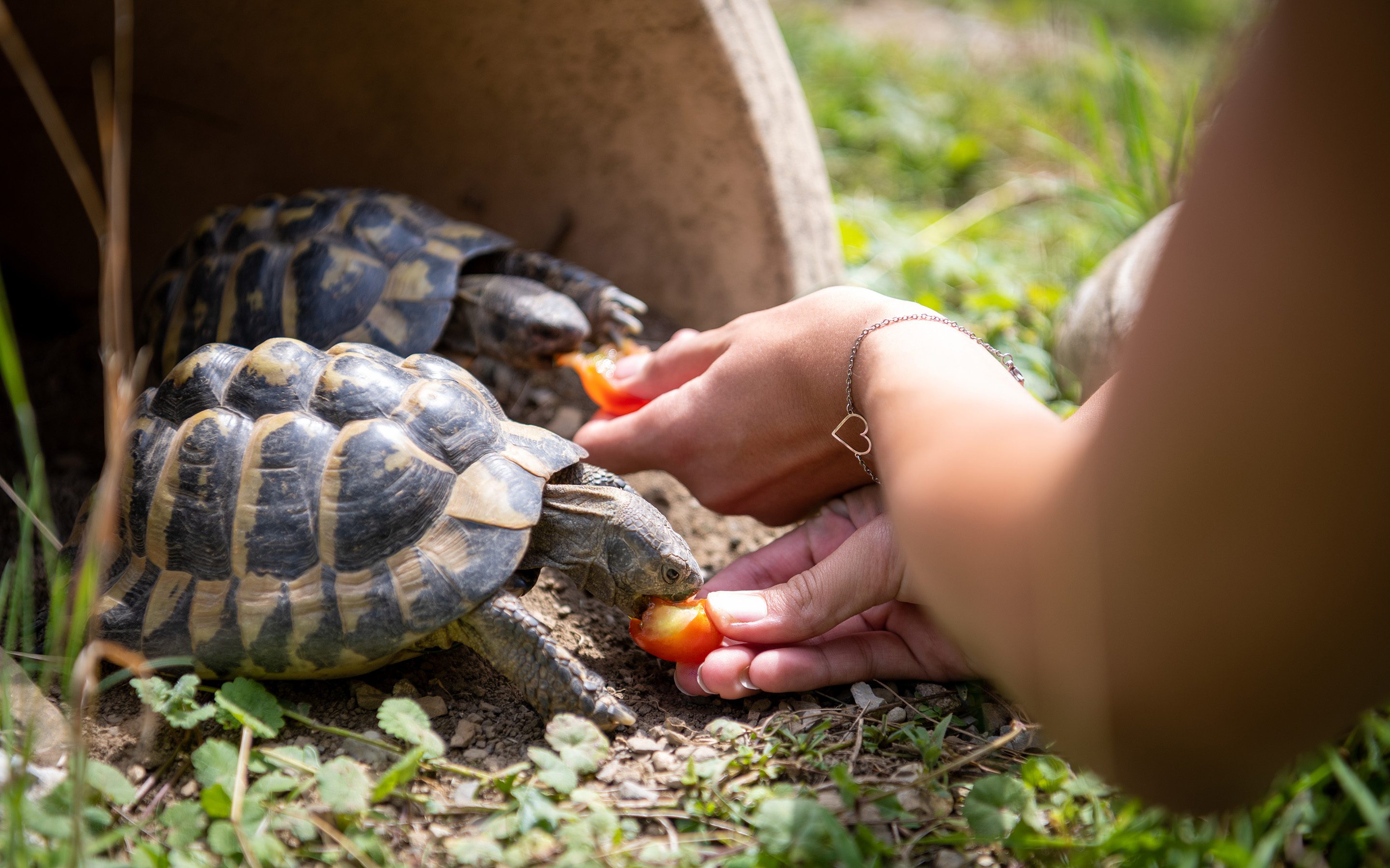 Kinder- und Jugendhaus Paradies: Schildkröten