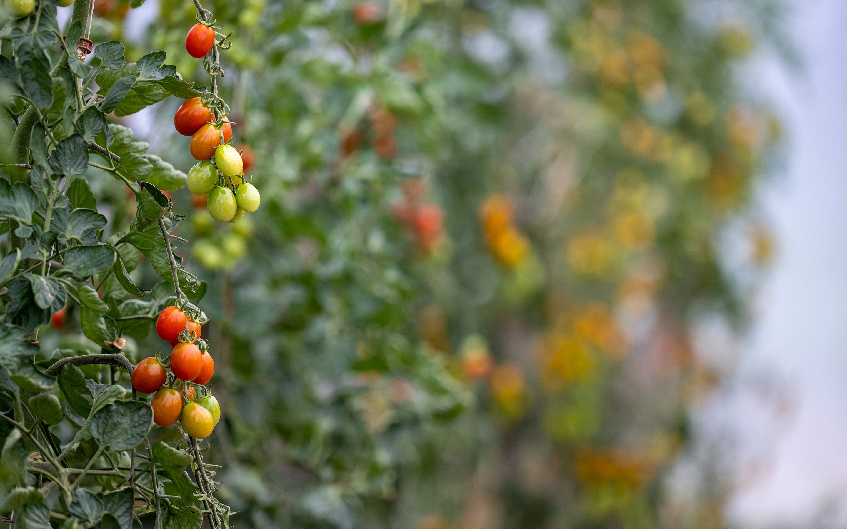 Kinder- und Jugendhaus Paradies: Tomatenstauden im hauseigenen Garten.