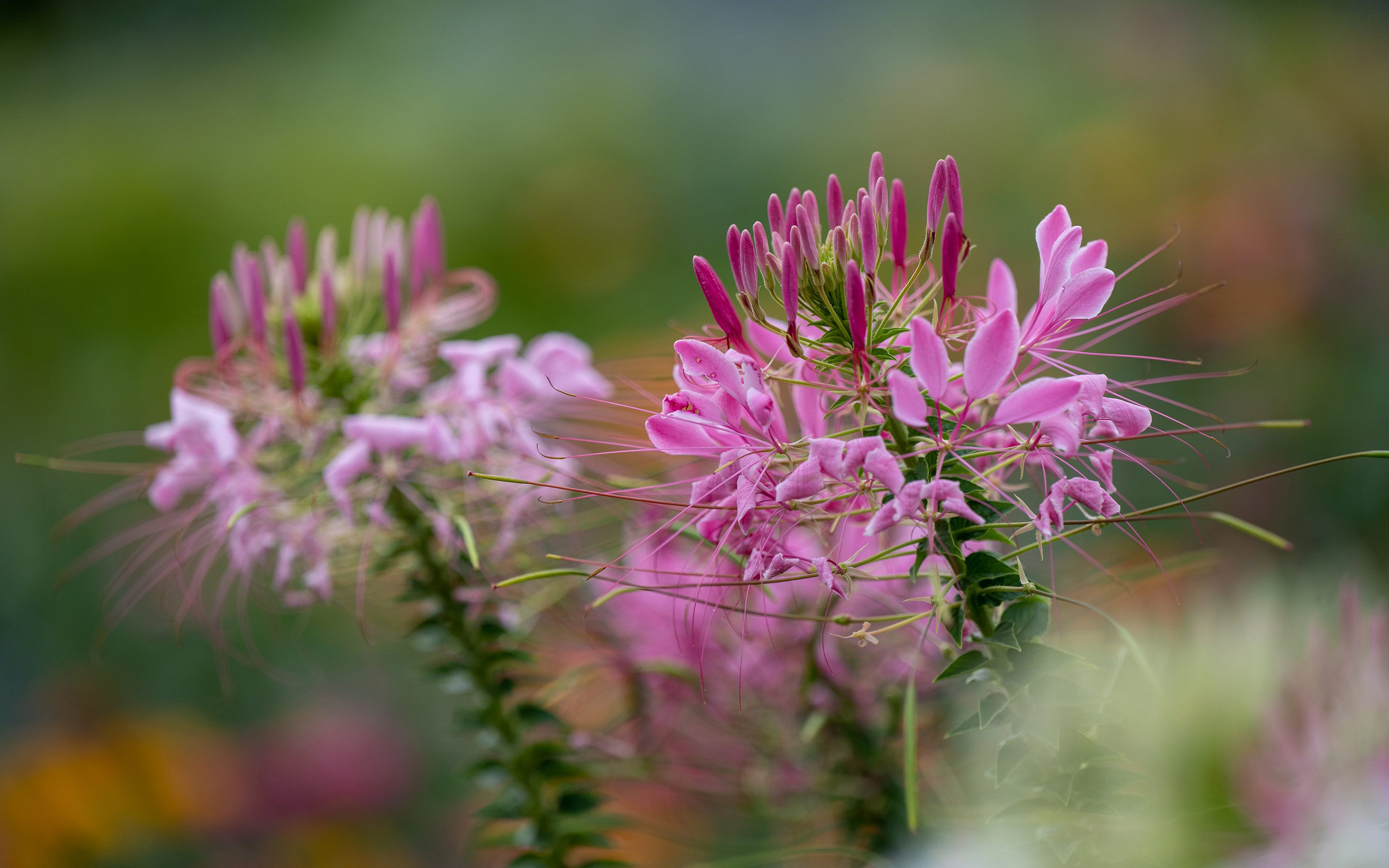 Kinder- und Jugendhaus Paradies: Blumen