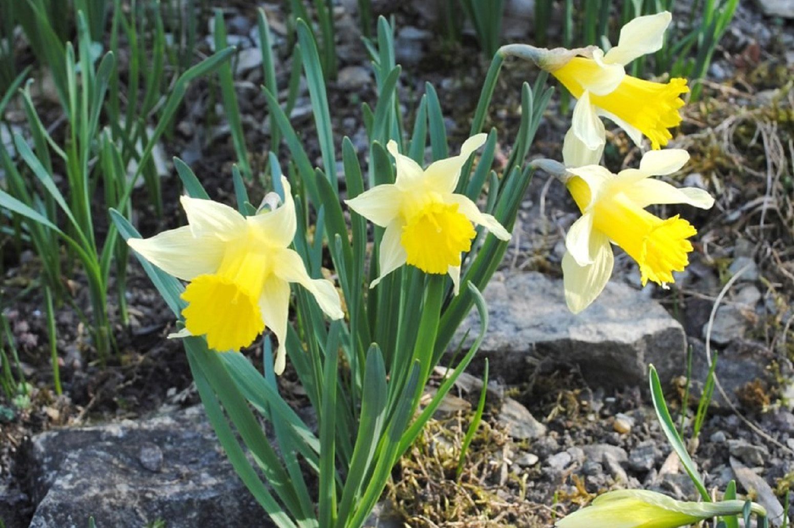 Passend zu Ostern kommen blühen die Osterglocken im „Paradies-Garten“, © Kinder- und Jugendhaus Paradies.