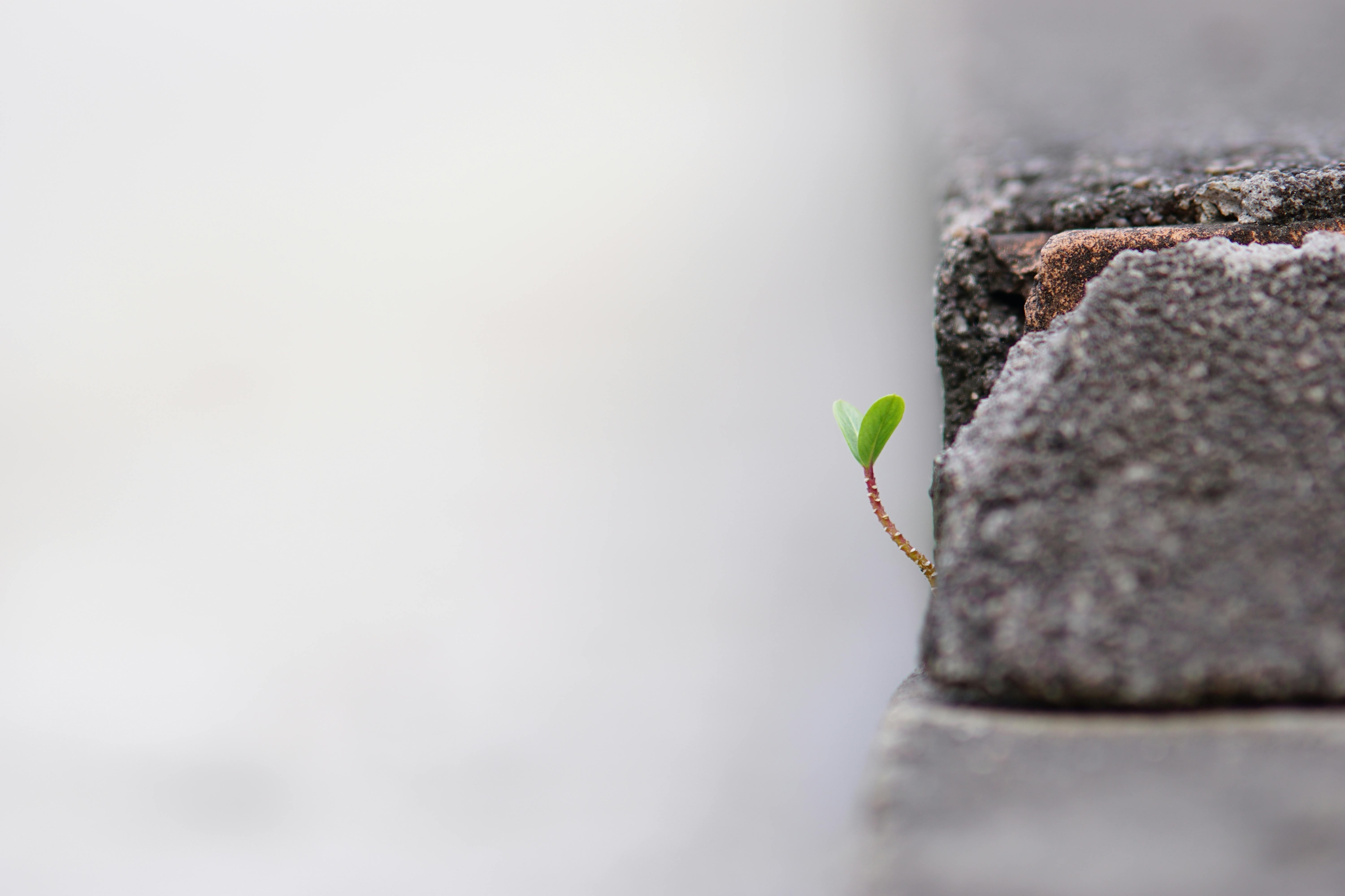 pexels-pflanze aus mauer