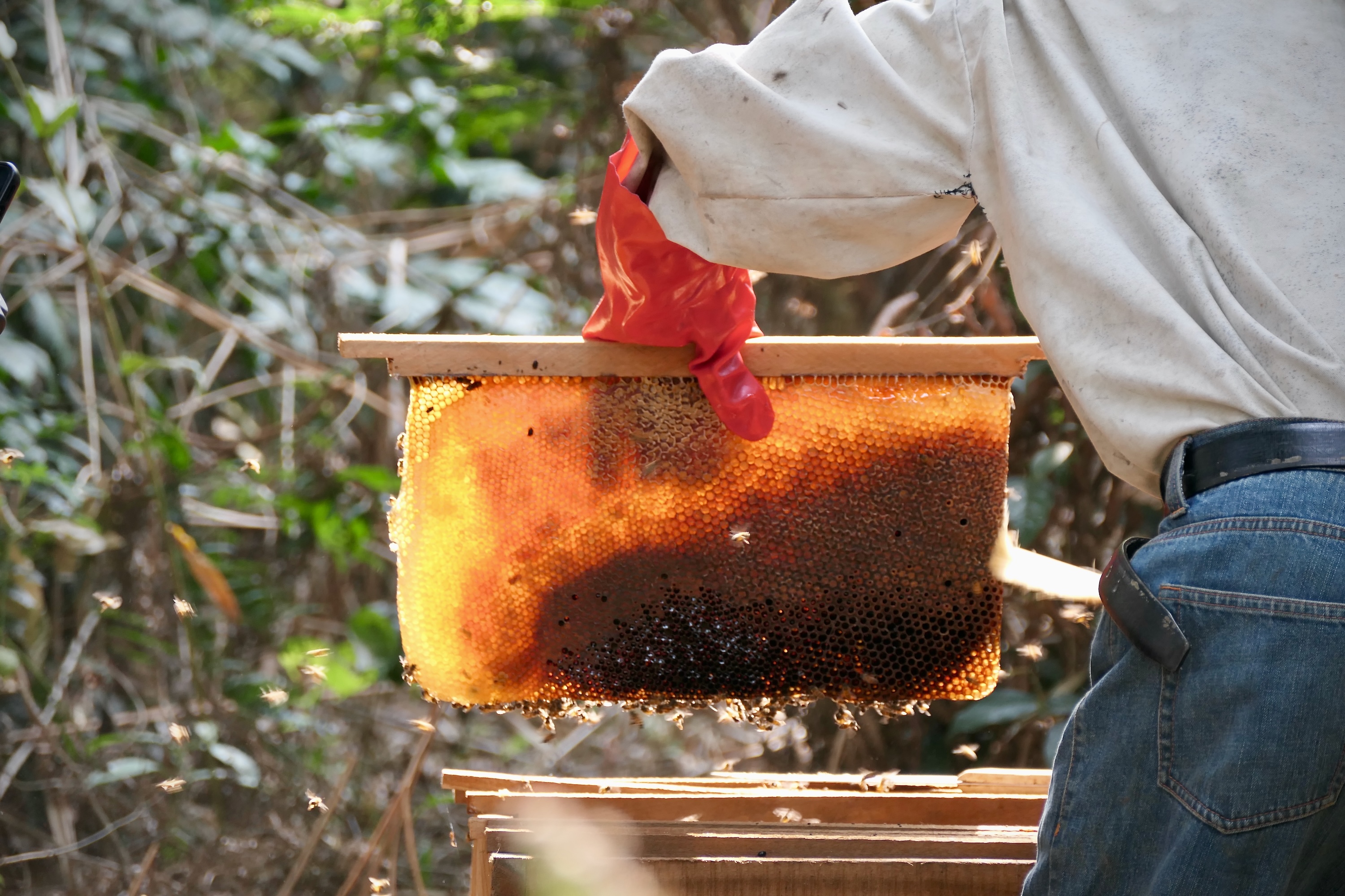 Bienenzucht Kongo IE